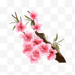 春天盛开的桃花水彩花卉