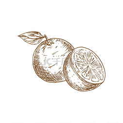 食物类图标图片_普通话橘子味的小品矢量克莱门汀