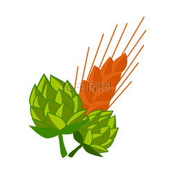 啤酒花图片_在白色上孤立的小麦矢量插图的绿