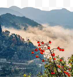 秋天旅游柿子山区