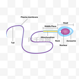 科学防护冠状病毒图片_精子细胞结构生物学