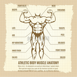 运动解剖学图片_带有运动身体信息图表的老式海报