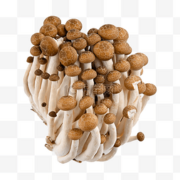 蟹味菇菌类蘑菇