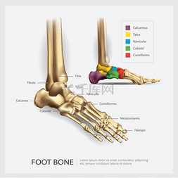 足部骨骼解剖矢量图