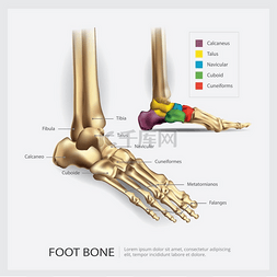 吸收图片_足部骨骼解剖矢量图