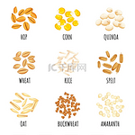 谷物不同的种子和作物有机玉米斯佩尔特大米和荞麦健康天然产品粥的主要成分营养元素矢量卡通扁平式隔离套装谷物不同的种子和作物有机玉米