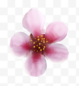 春季h5素材图片_春季植物桃花花朵盛开