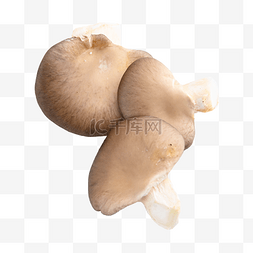 平菇 香菇 采摘食材