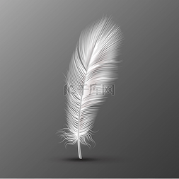 白色照片背景图片_现实的羽毛。