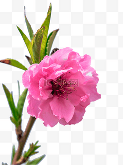 粉红色桃花花朵