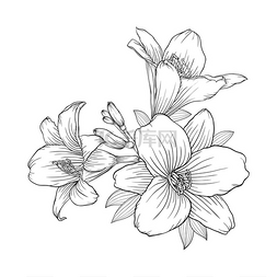 百合花朵手绘图片_美丽的单色黑色和白色花束百合背