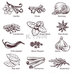 手绘香料烹饪原料香草和肉桂黑胡椒和大蒜豆蔻肉豆蔻丁香罗勒草本植物分离的一组内含子载体手绘香料烹饪原料香草和肉桂黑胡椒和大蒜