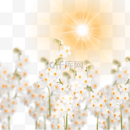 太阳花草素材图片_洋甘菊花在阳光下