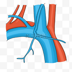 动脉图片_心脏病学静脉动脉插画