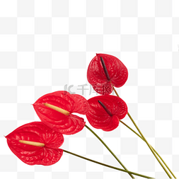 花儿红图片_鲜花花蕊红掌花