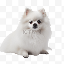 博美狗犬类动物白色摄影