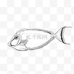 线描游鱼动物