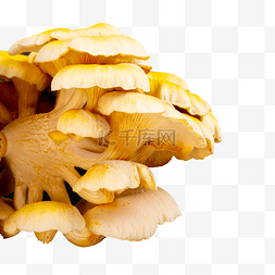 彩色蘑菇菌类