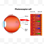 在眼睛的视网膜中感光细胞