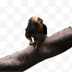 鼻头发红图片_户外金头狮猴动物