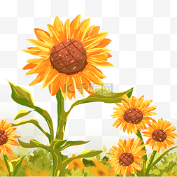 向日葵元素元素图片_向日葵植物