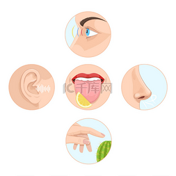 人的器官图片_一套五感官的人。解剖学, 人体器