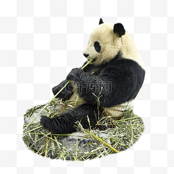 大熊猫大熊猫图片_熊猫竹子黑白色动物