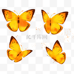 橙色水彩动物图片_水彩橙色蝴蝶昆虫