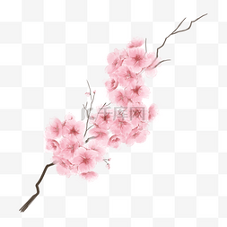 粉色樱桃树图片_美丽的樱花水彩粉色樱花花朵