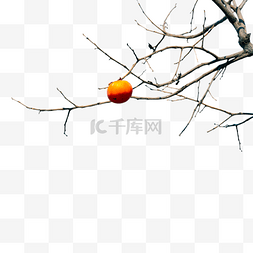 冬季柿子树图片_冬天果实柿子树