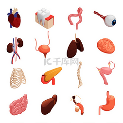 人体器官眼睛图片_人体器官解剖学等距图标集合与心