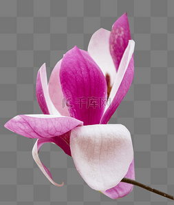 紫玉兰图片_紫玉兰花朵花朵花瓣