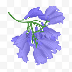 盛开的花朵图片_盛开的蓝花楹