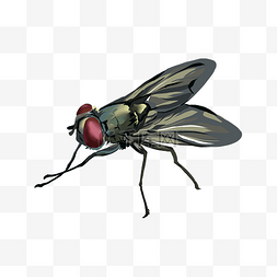 攻击昆虫图片_写实黑色苍蝇