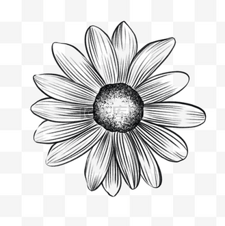 素描线条画鲜花雏菊图案