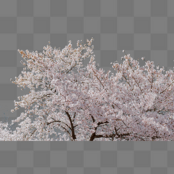 最美樱花季图片_樱花樱花树