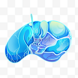 扁平科技医疗人体器官肝部
