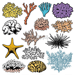 水下珊瑚、息肉、海胆和海星矢量