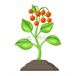 地面肌理图片_有浆果的年轻绿色植物在地面。