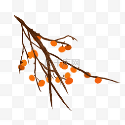 秋天水果植物柿子树
