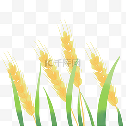农作物麦子图片_麦田麦子麦穗