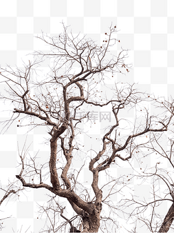 枯树枝免抠图片_枯树树木大树