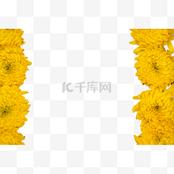 重阳黄色图片_重阳节菊花花朵