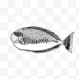 鱼线描图片_热带鱼线描鱼