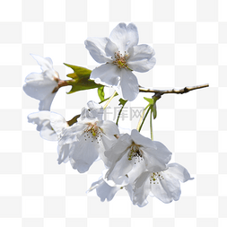 开花的樱桃枝图片_白色花朵花瓣植物樱花