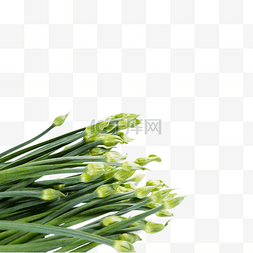 白底泛黄的旧照片图片_蔬菜基金白底韭菜绿色