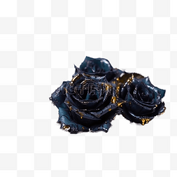哥特元素图片_高清免扣花卉摄影黑玫瑰设计素材