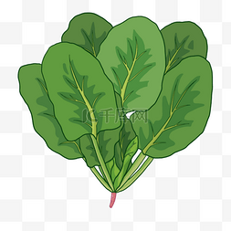 卡通蔬菜图片_宽叶卡通绿色菠菜剪贴画