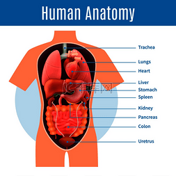 带有身体器官名称的人体解剖海报