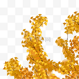 秋天金色银杏树树枝植物叶子